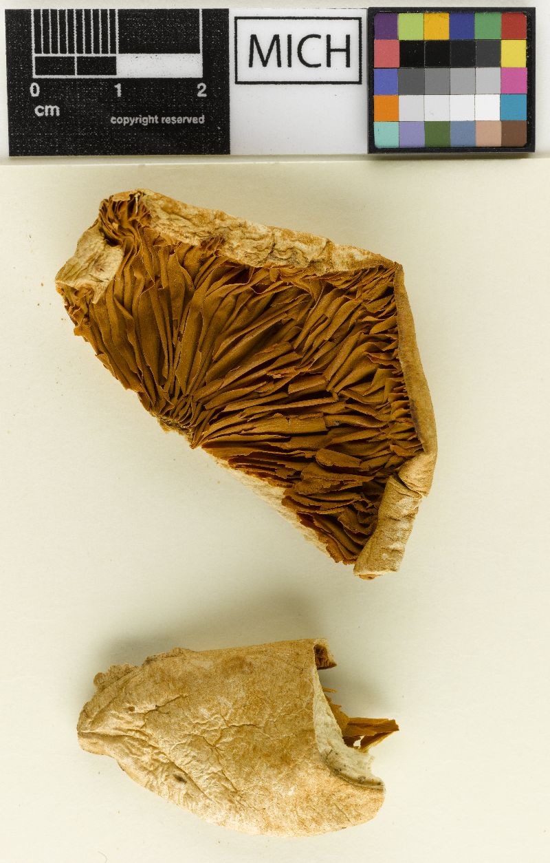 Gymnopilus subspectabilis image