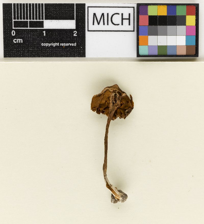 Gymnopilus acystidiatus image