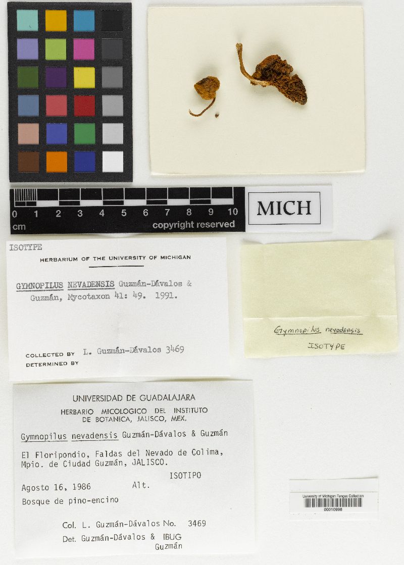 Gymnopilus nevadensis image