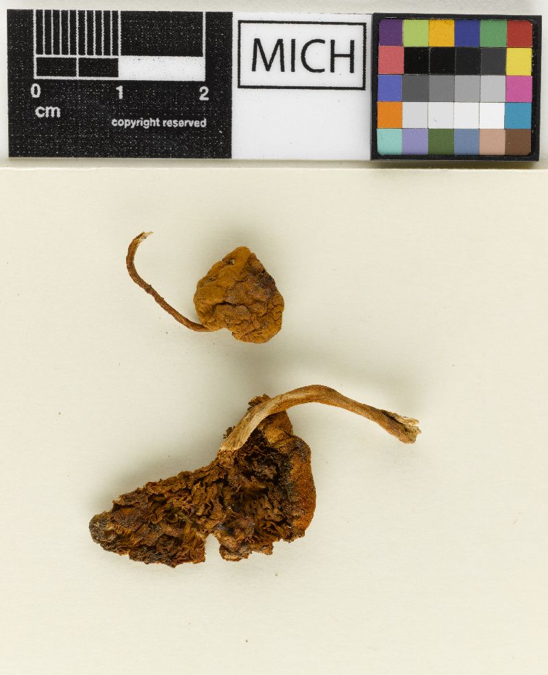 Gymnopilus nevadensis image