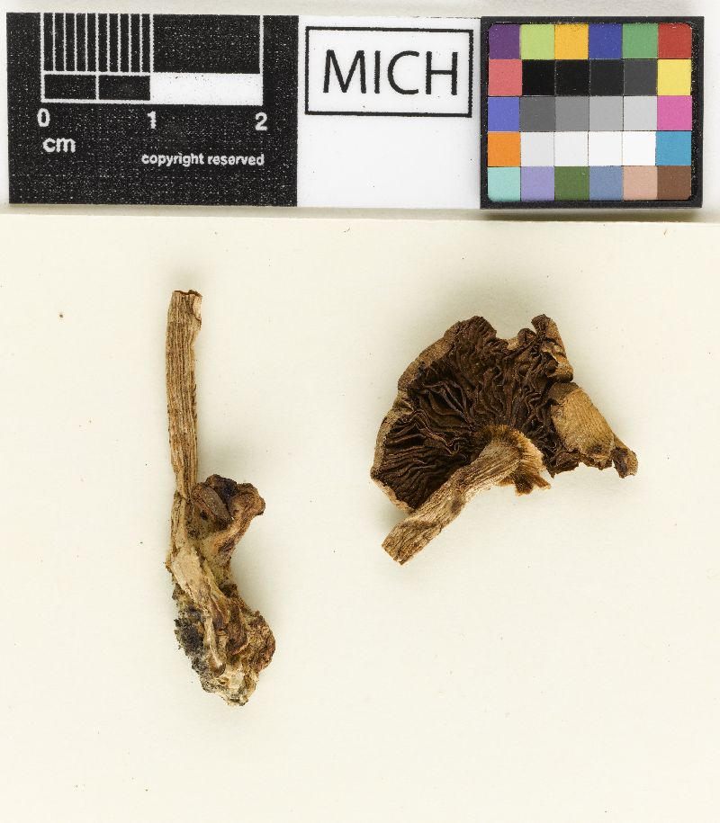 Hypholoma aggregatum image