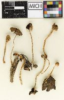 Psathyrella canoceps image