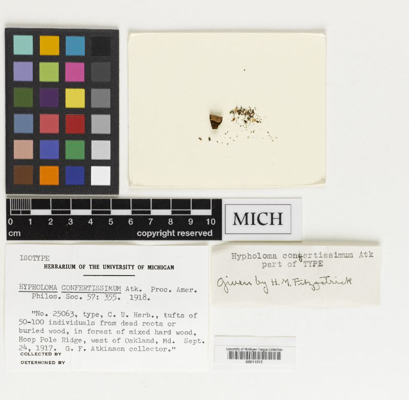 Hypholoma confertissimum image