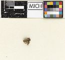 Hypholoma confertissimum image