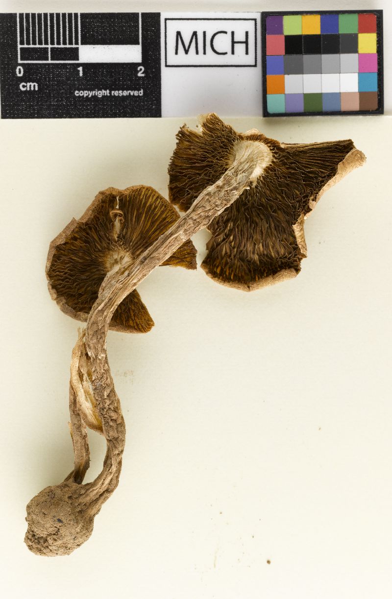 Hypholoma inocybeforme image