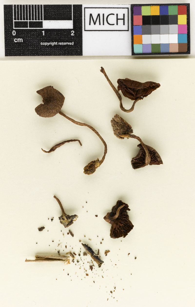 Hypholoma irregulare image