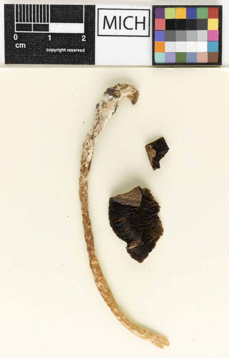 Hypholoma longipes image
