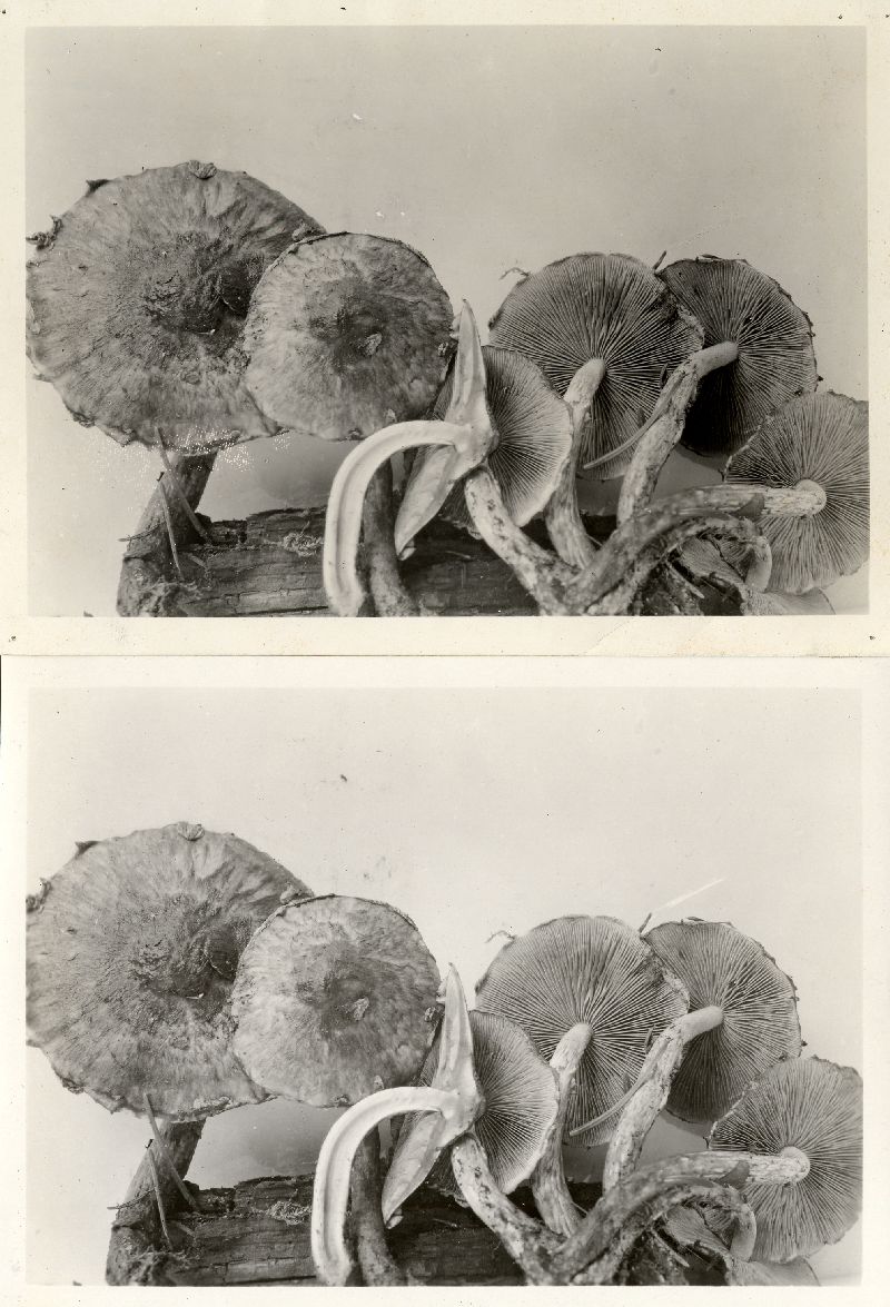 Hypholoma tsugaecola image