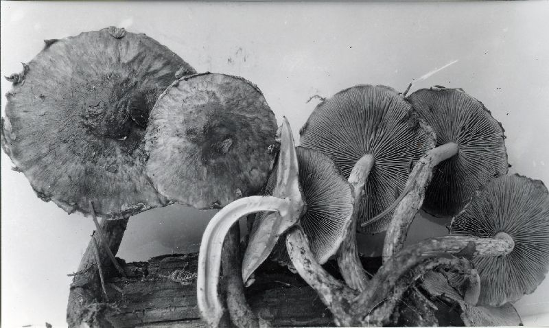 Hypholoma tsugaecola image
