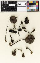 Hypholoma vinosum image