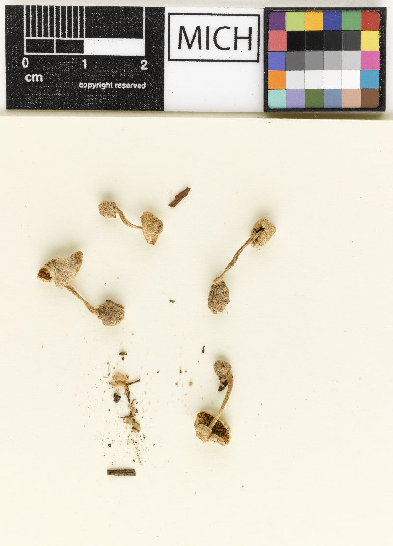 Inocybe alabamensis image