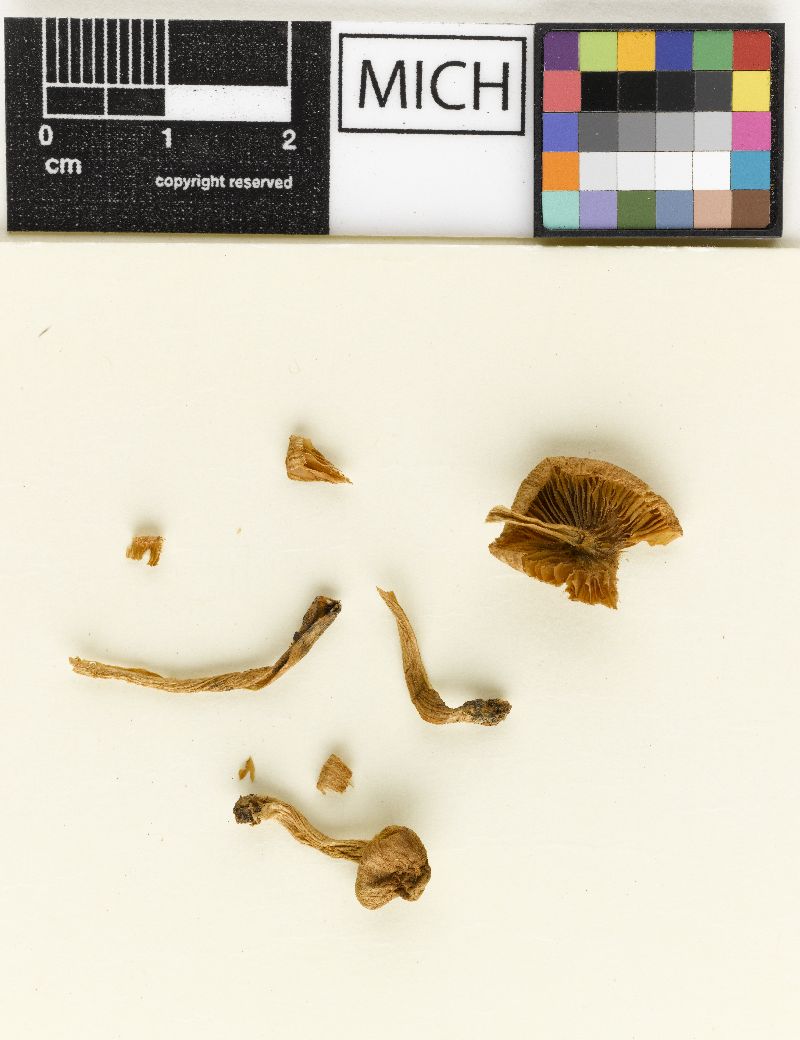 Inocybe bridgesiana image