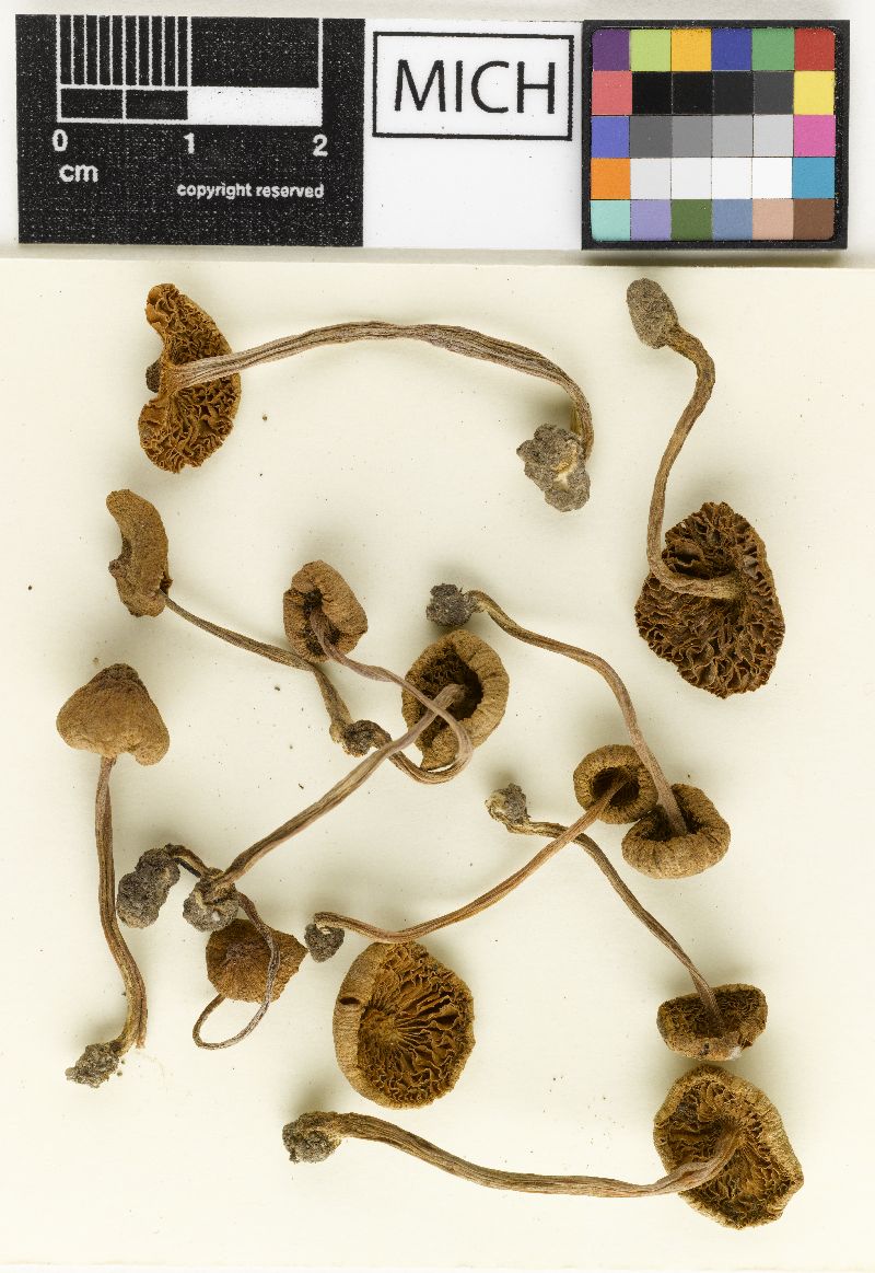 Inocybe davisiana image