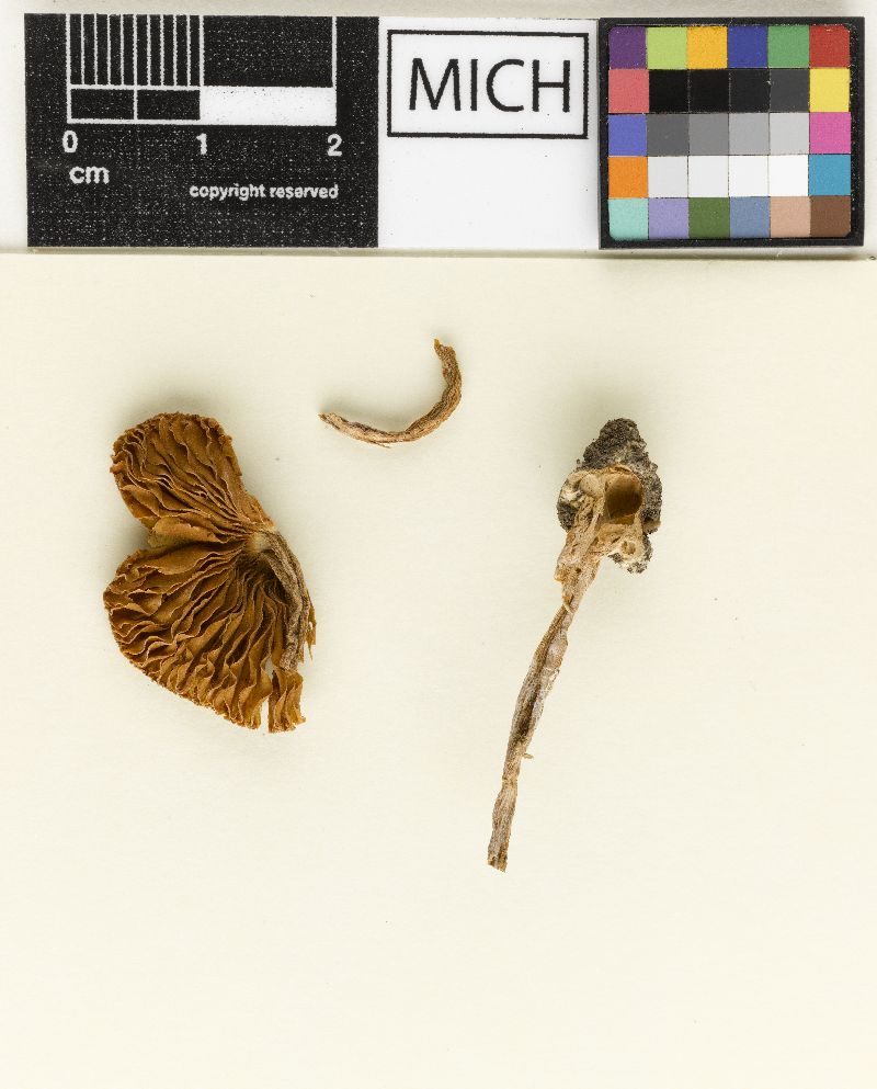 Inocybe fuscata image