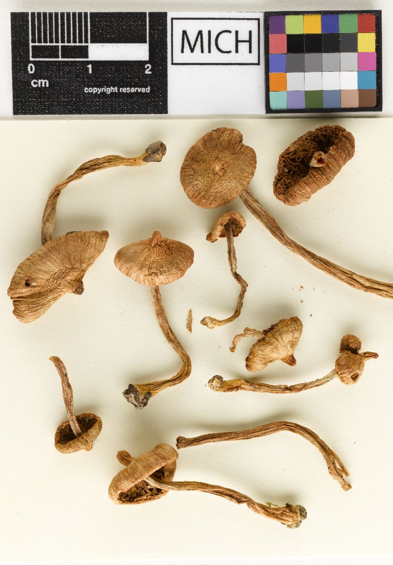 Inocybe geophylla f. perplexa image