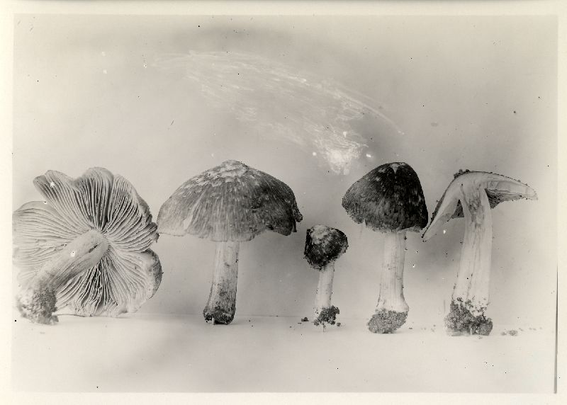 Inocybe lanotodisca image