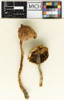 Inocybe longipes image