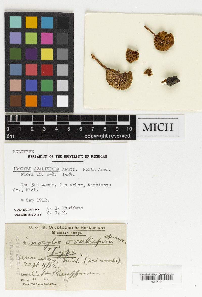 Inocybe albomarginata image