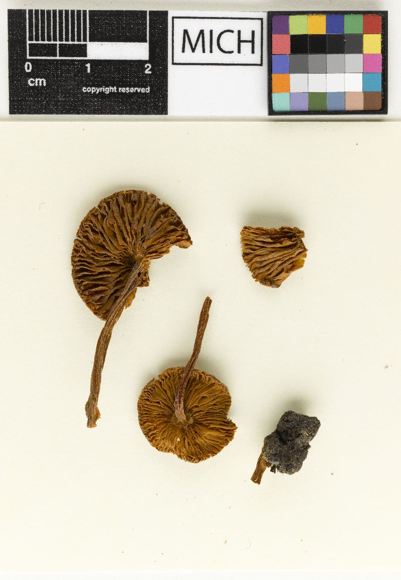 Inocybe albomarginata image