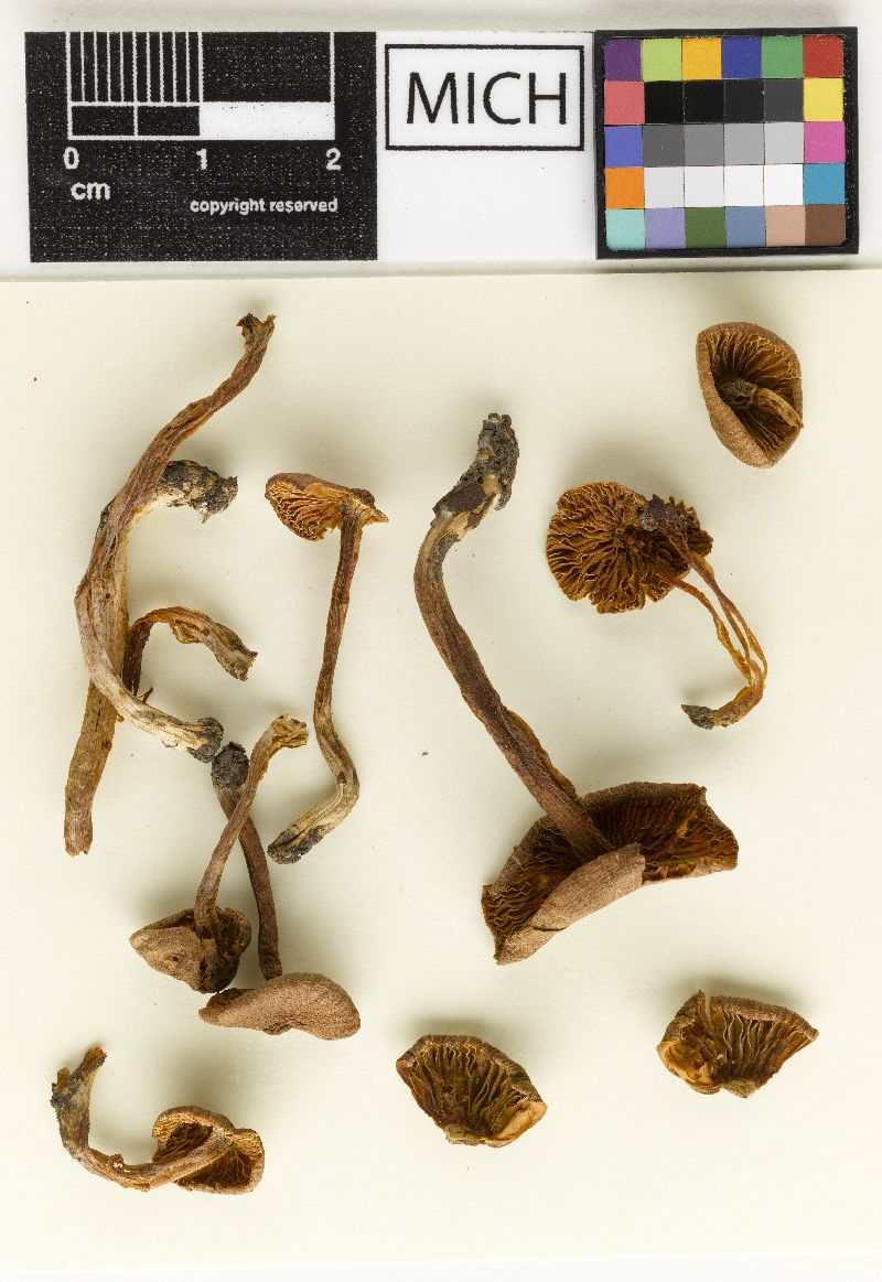 Inocybe pallidobrunnea image