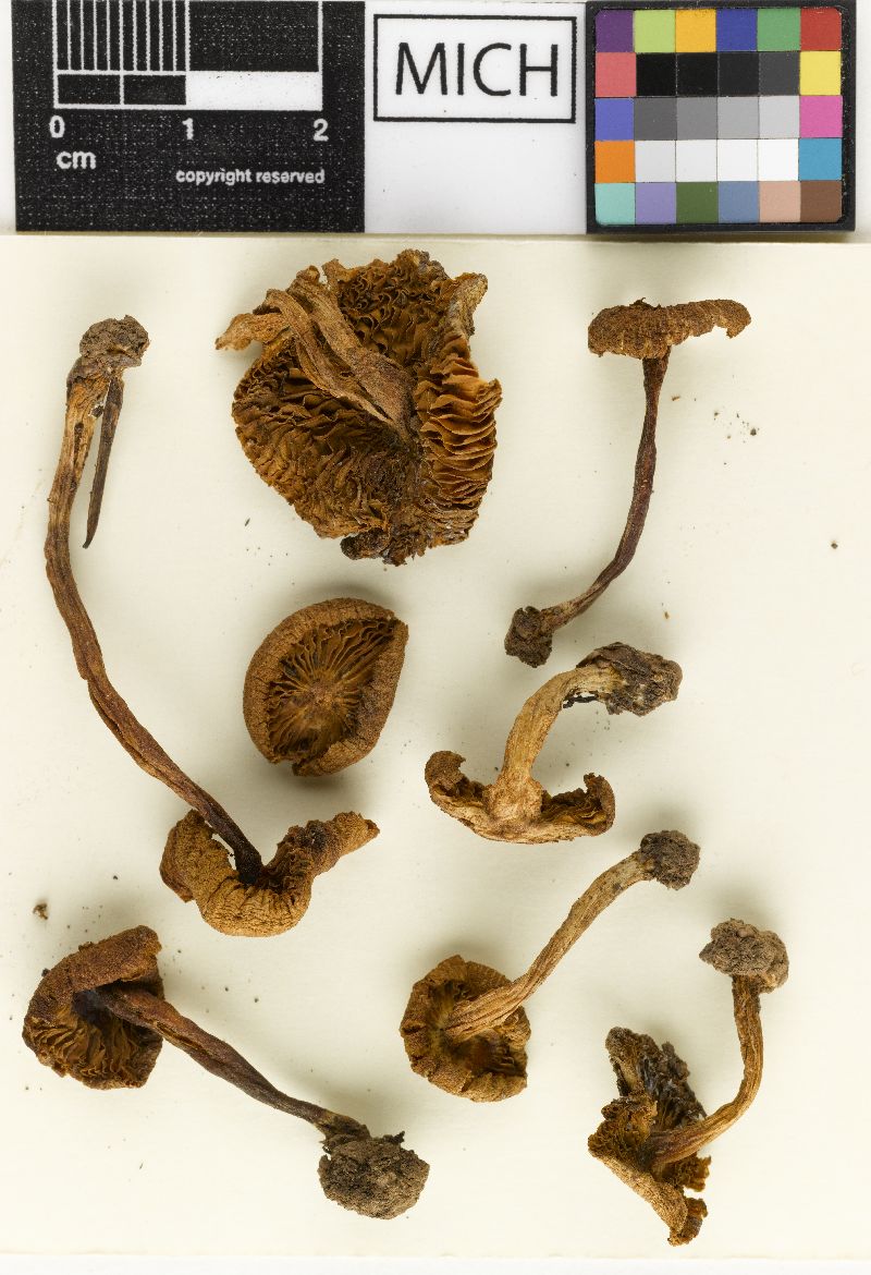 Inocybe siskiyouensis image