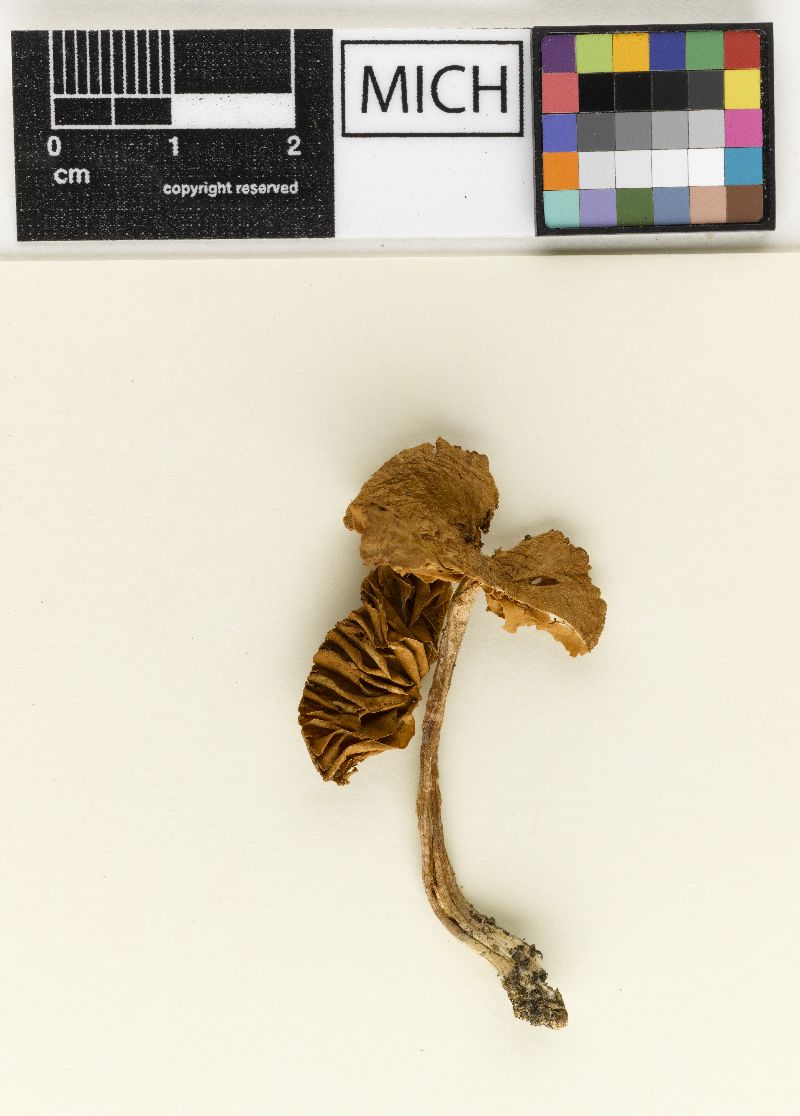 Inocybe subfulviformis image
