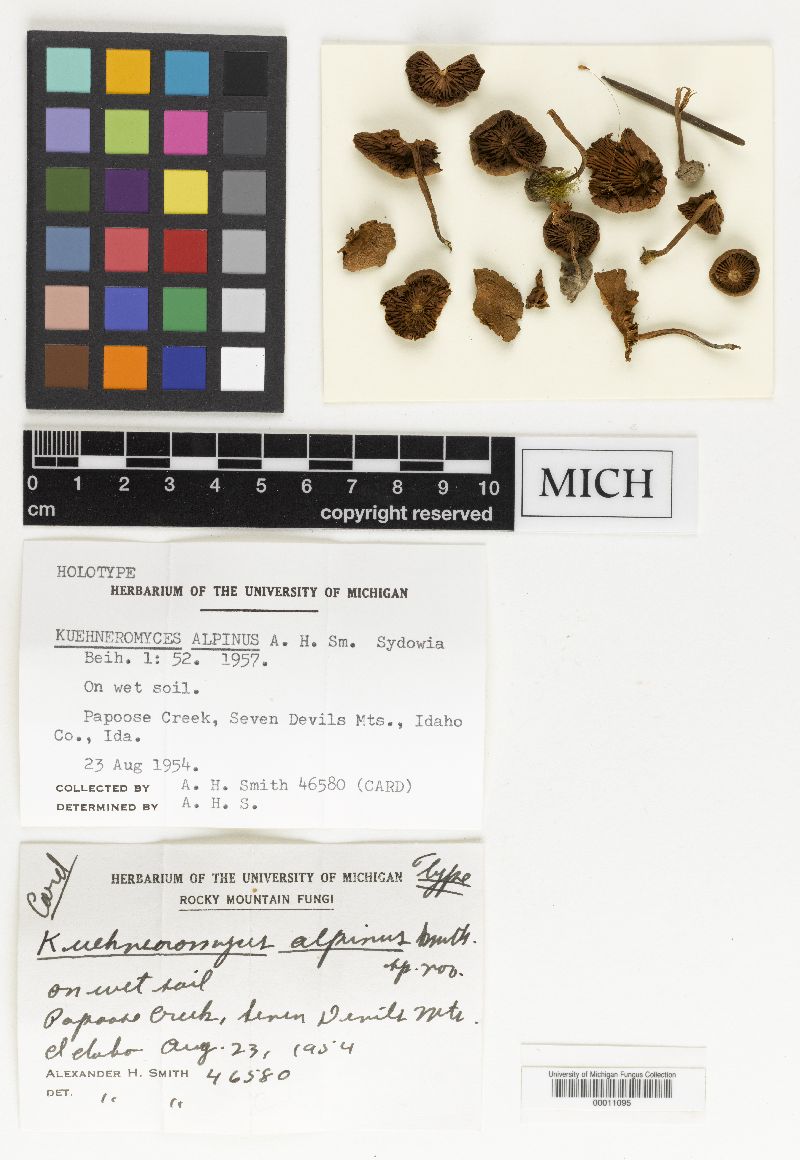 Kuehneromyces alpinus image