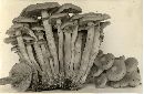 Kuehneromyces rostratus image