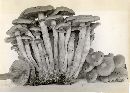 Kuehneromyces rostratus image