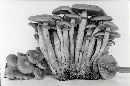 Kuehneromyces rostratus image