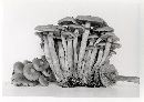 Kuehneromyces rostratus image