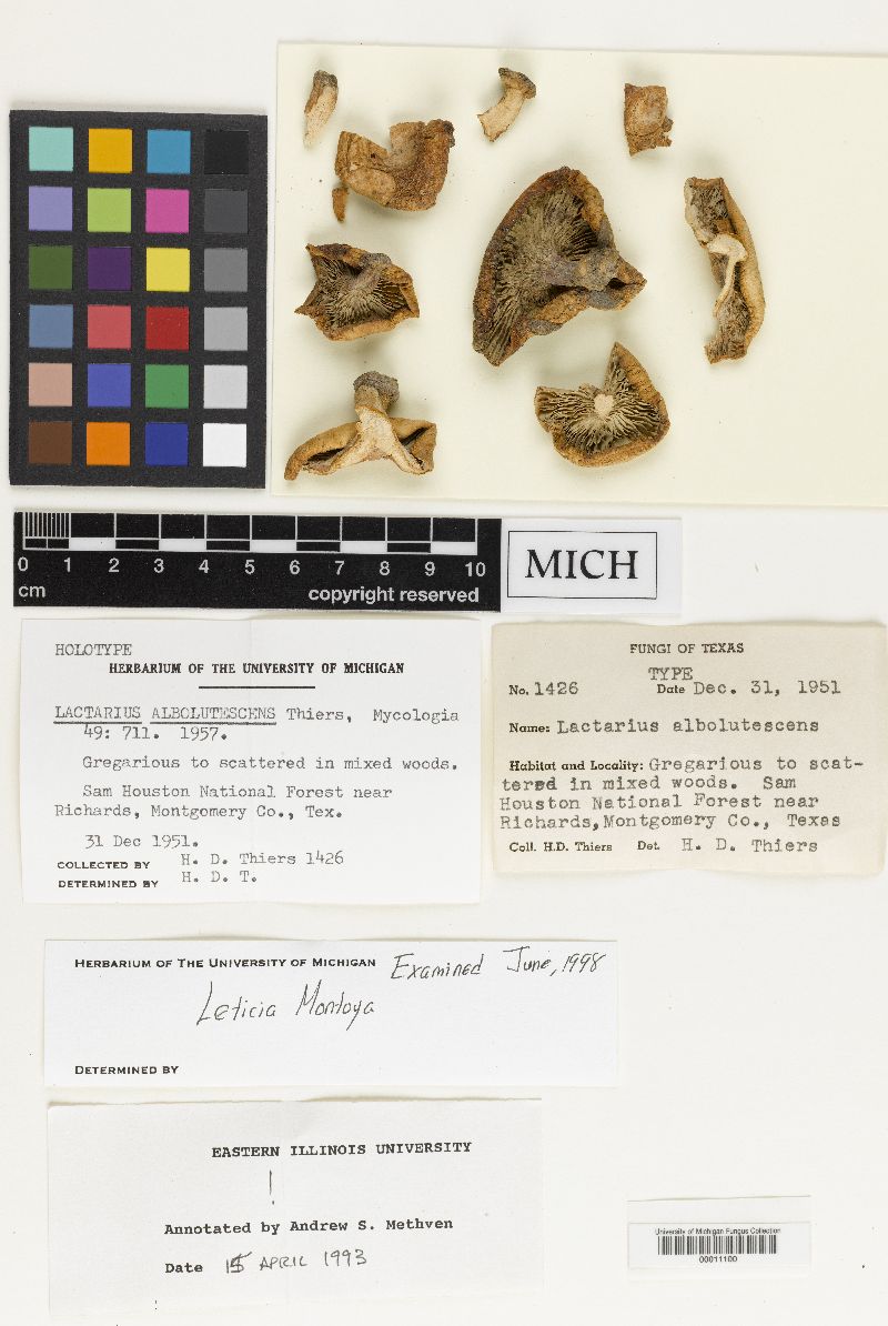 Lactarius albolutescens image