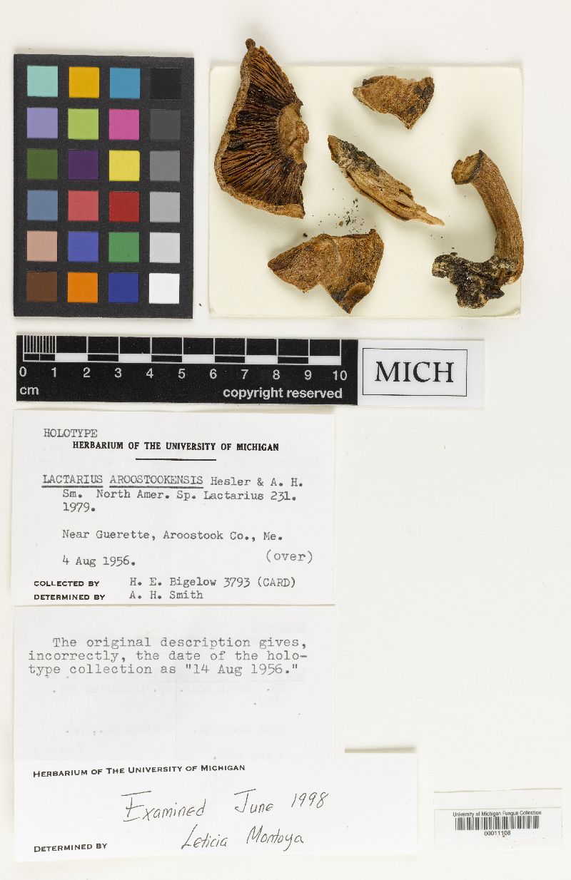 Lactarius aroostookensis image