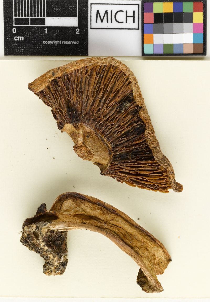 Lactarius aroostookensis image