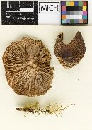 Lactarius atrobadius image