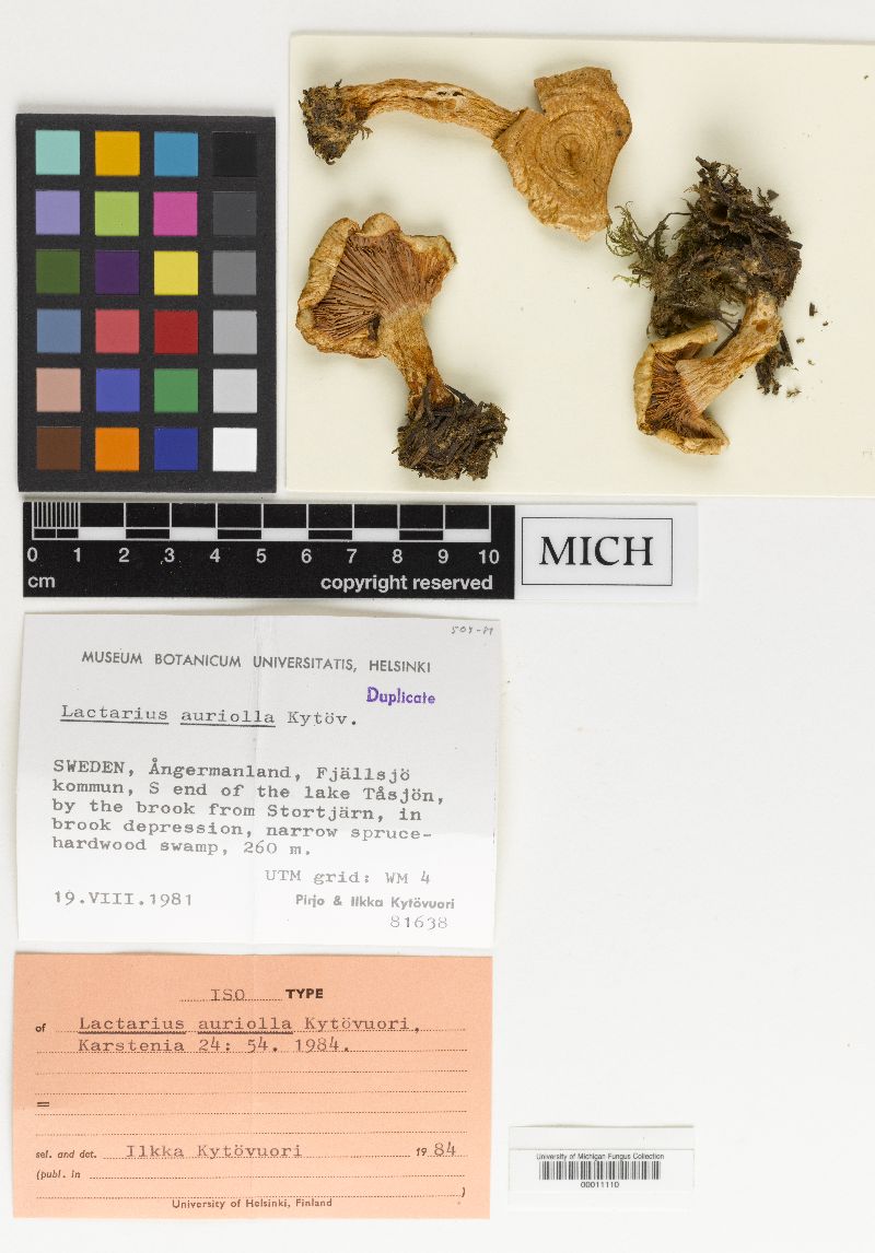 Lactarius auriolla image