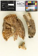 Lactarius azonites var. subfuscus image