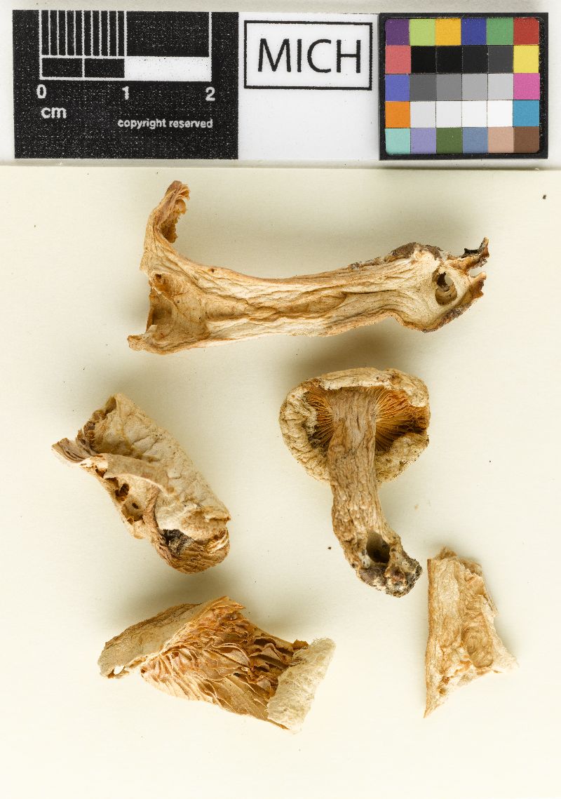 Lactarius betulae image