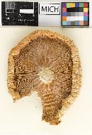 Lactarius bubalinus image