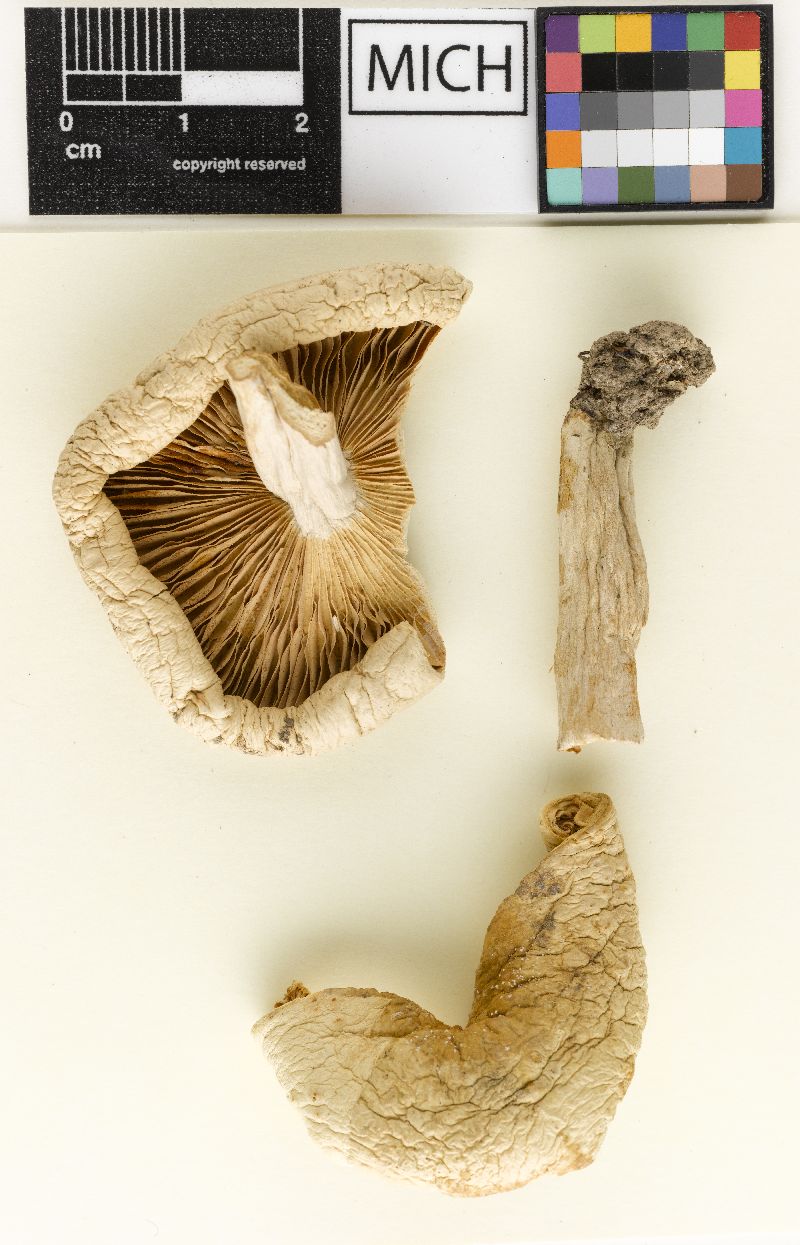 Lactarius burkei image