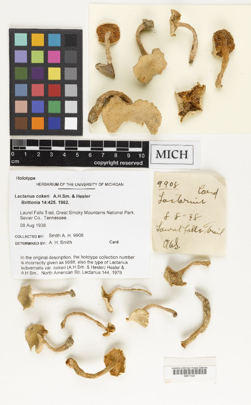 Lactarius cokeri image