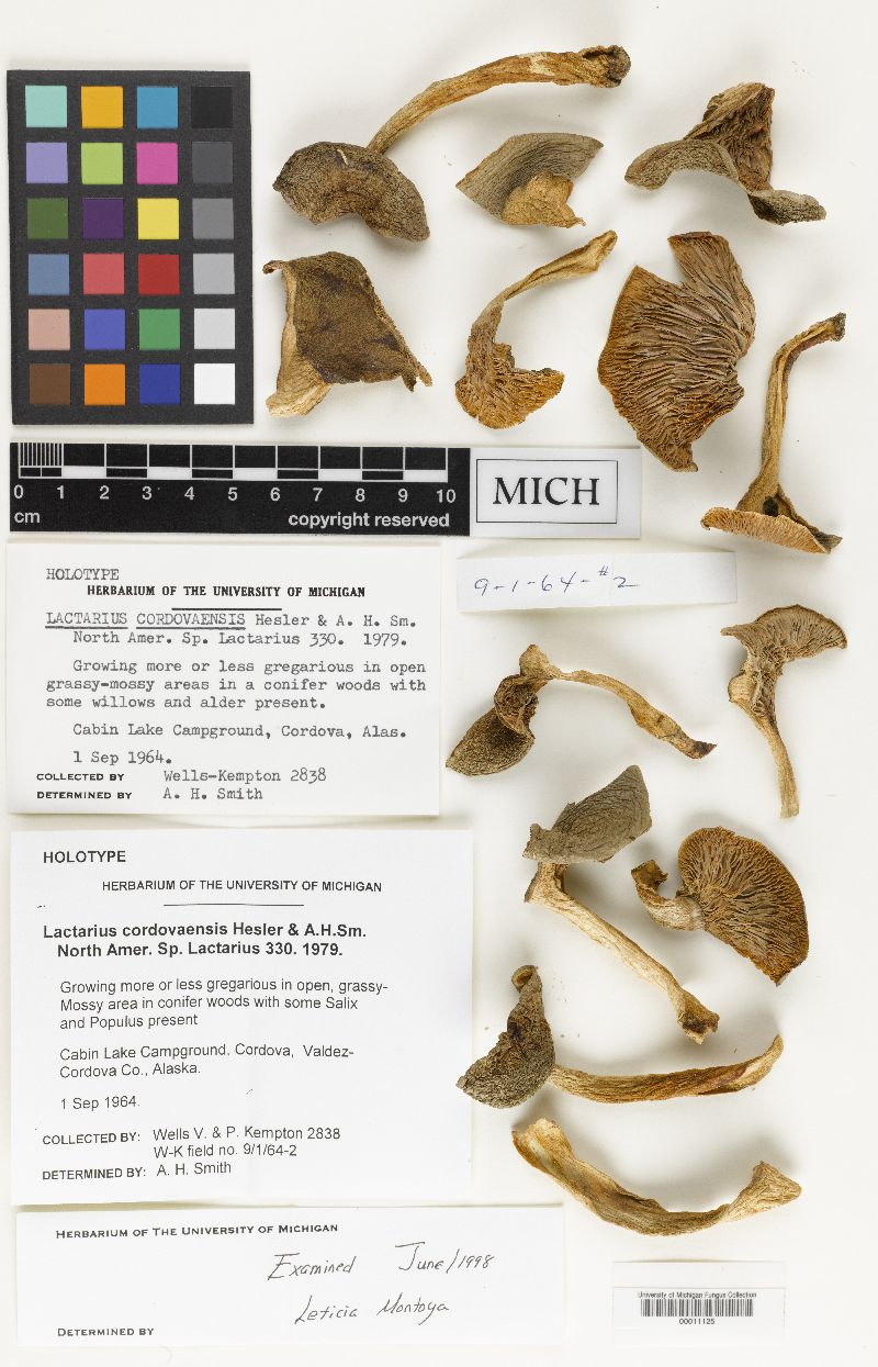 Lactarius cordovaensis image