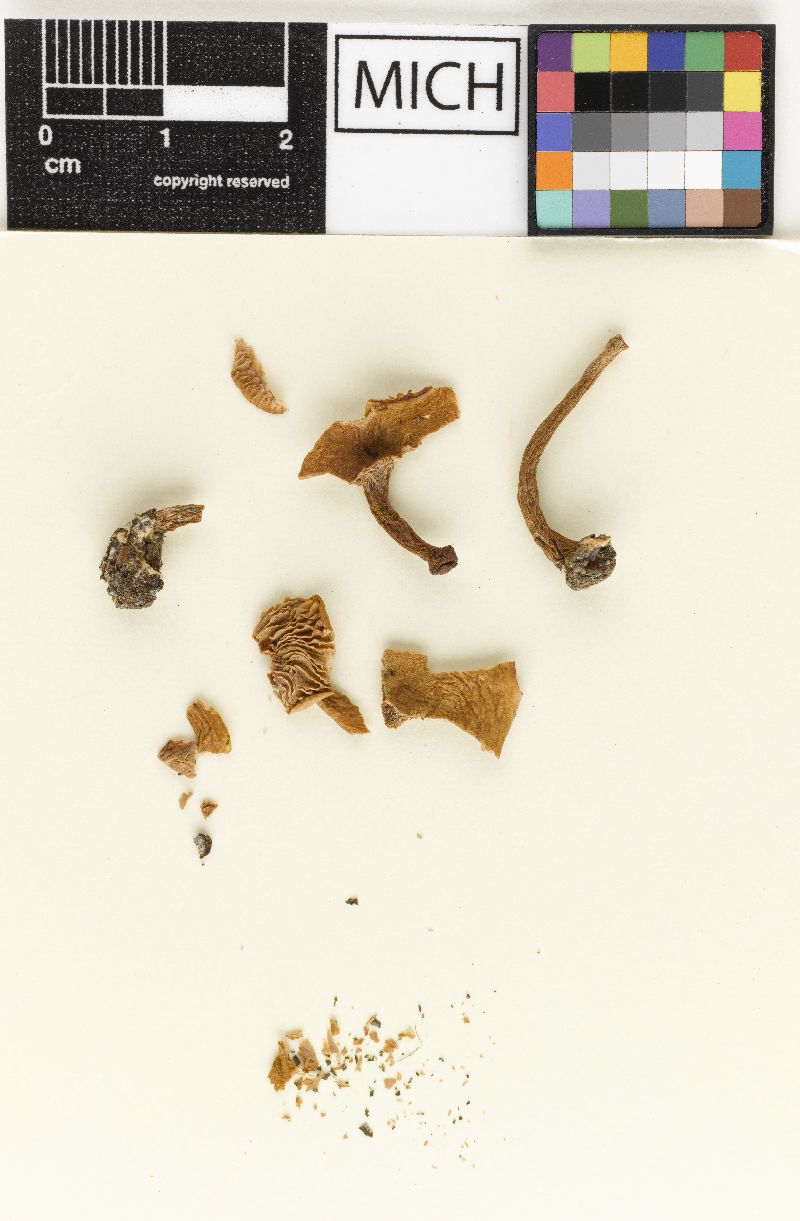 Lactarius duplicatus image