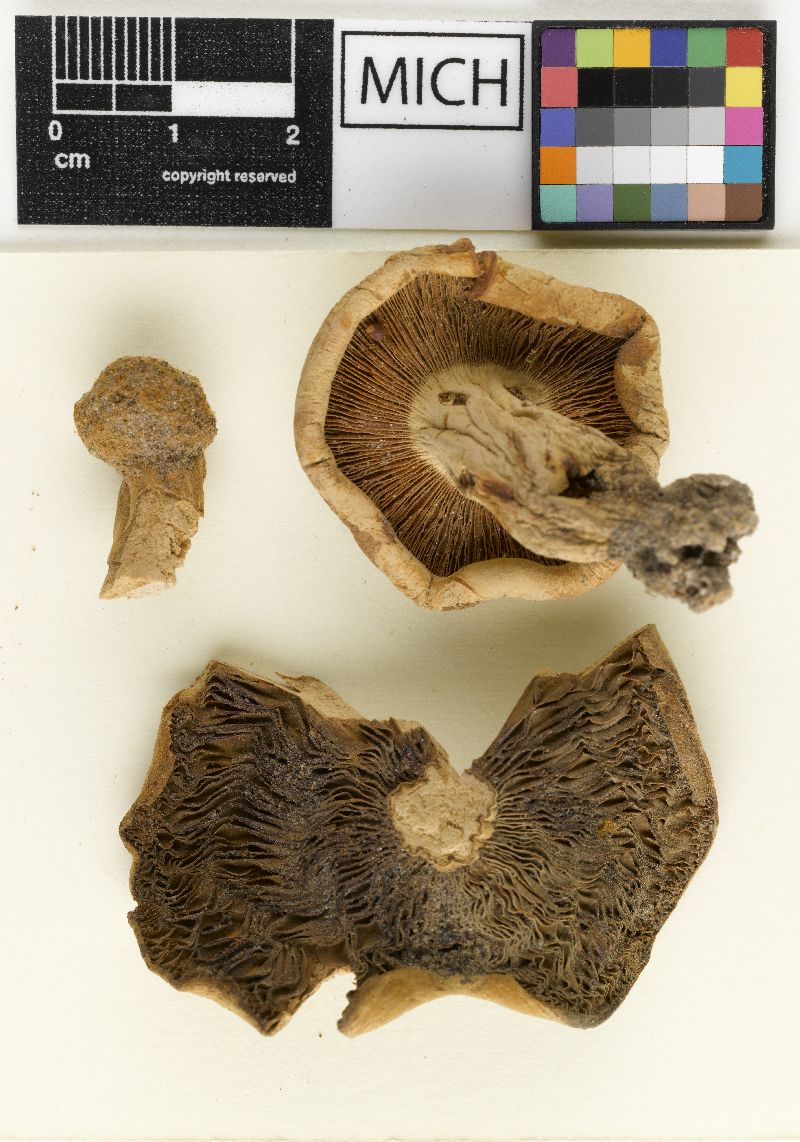 Lactarius echinatus image