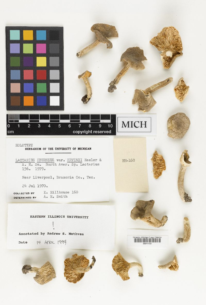 Lactarius eburneus image