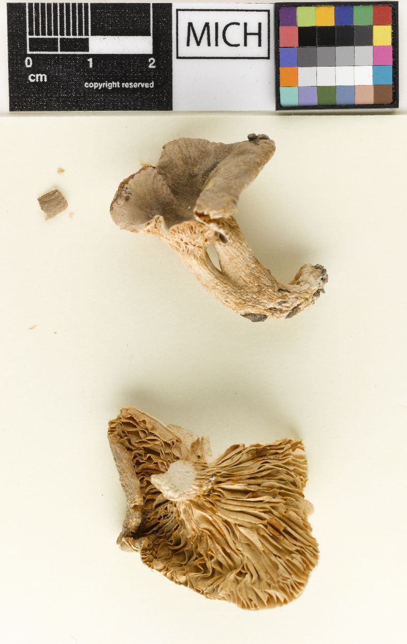 Lactarius eburneus var. ervinii image