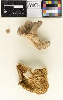 Lactarius eburneus var. ervinii image