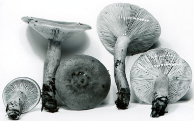 Lactarius fusco-olivaceus image