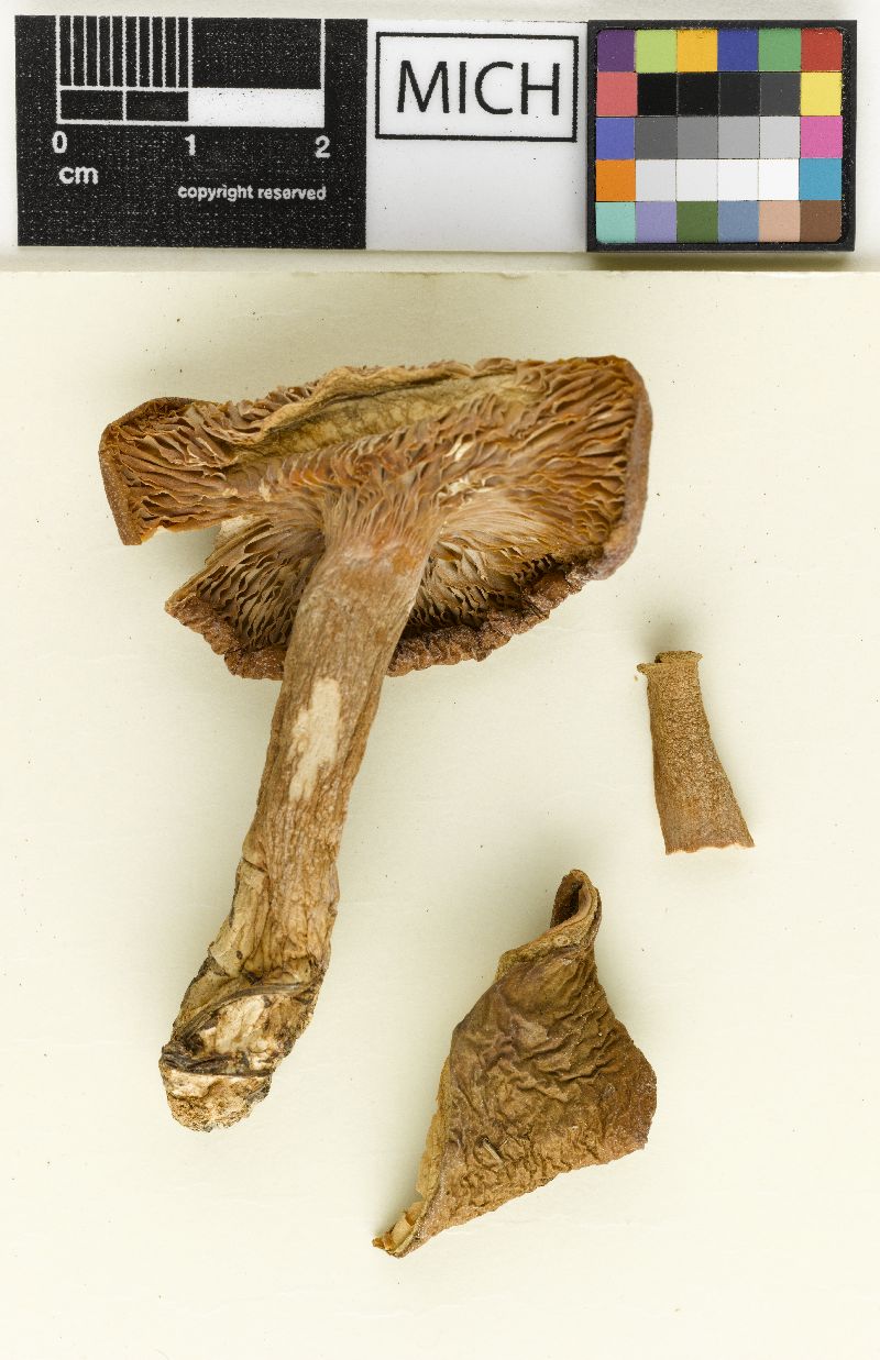 Lactarius fusco-olivaceus image