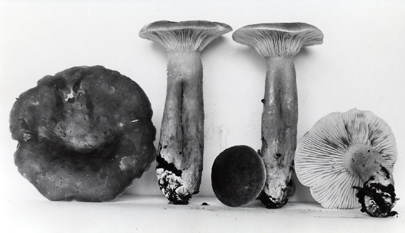 Lactarius fumosoides image